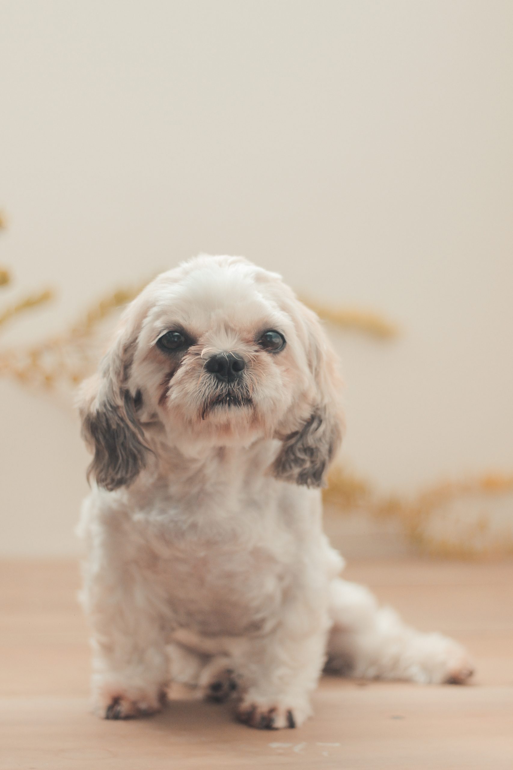 Vertical shot of a sitting Shih Poo in the house